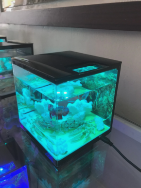 Bể cá mini BC (Mica-Epoxy)